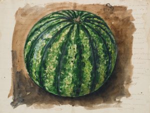 Wassermelone in Italien