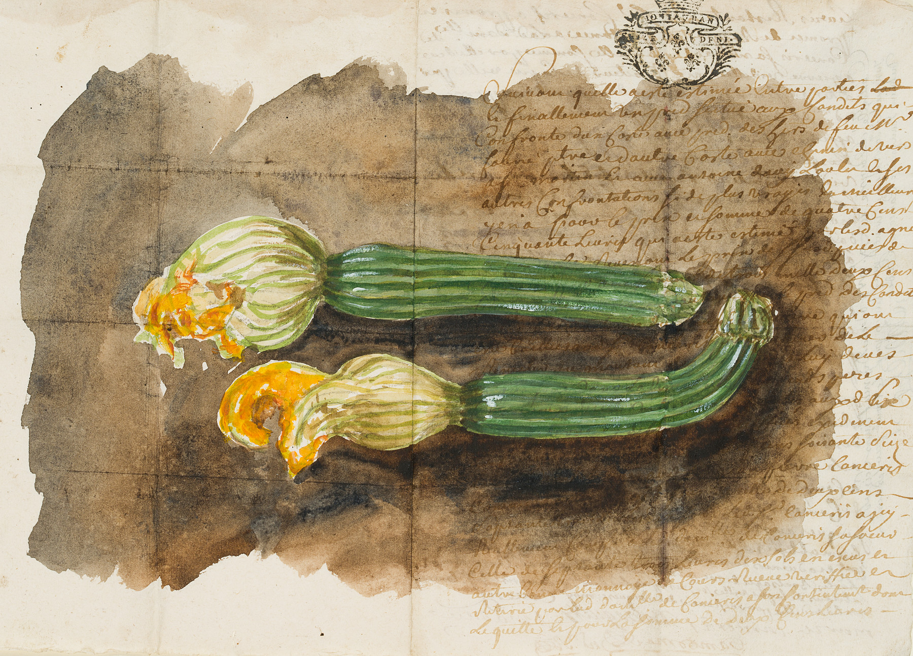 Zucchini auf Kanzleipapier