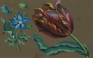 Die Papagei-Tulpe