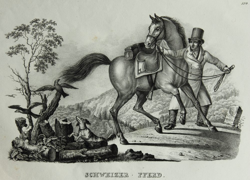 Schweizer Pferd