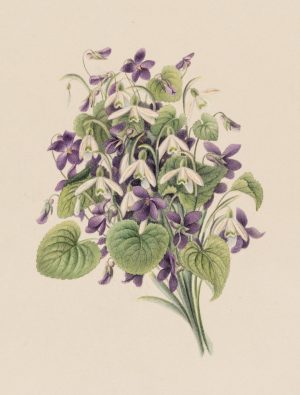 Blumenstrauß mit Veilchen